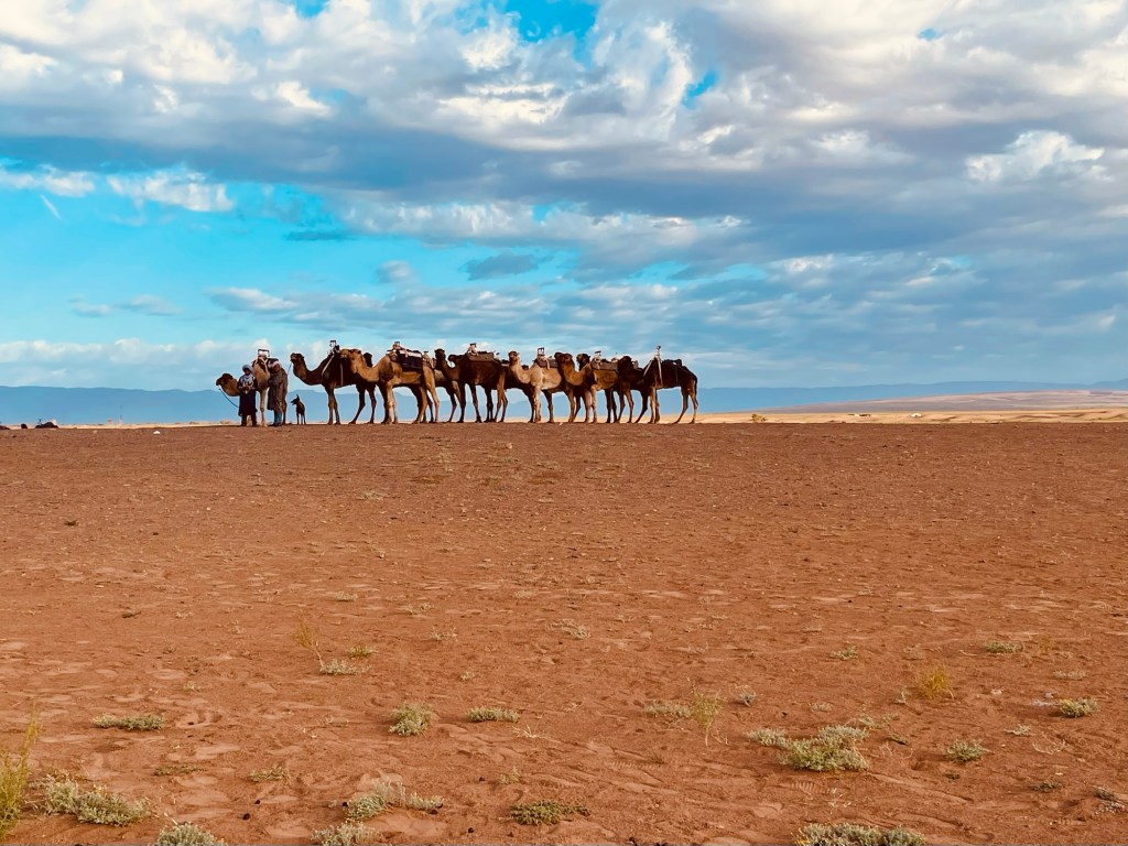 Group of camels standing in a desert landscape with a blue sky and scattered clouds.